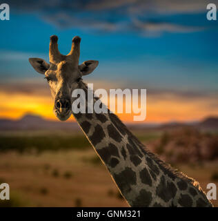 Giraffe, Etosha Nationalpark, Namibia, Afrika Stockfoto