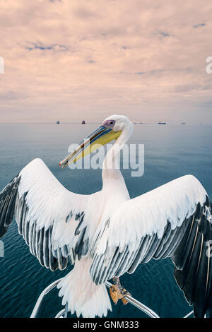 Pelikan in Walvis Bay, Namibia, Afrika Stockfoto