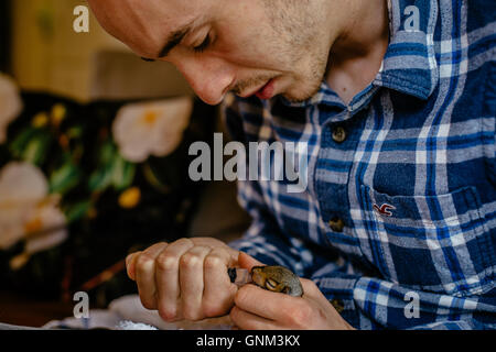 Mann, drei Wochen alten Baby-Eichhörnchen füttern Stockfoto