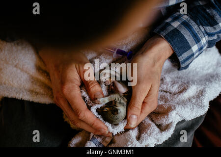 Mann Reinigung drei Wochen alten Baby-Eichhörnchen Stockfoto