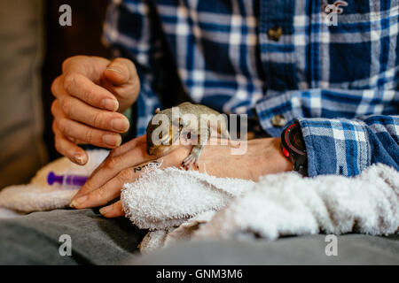 Mann mit Tattoos, die drei Wochen alten Baby-Eichhörnchen füttern Stockfoto