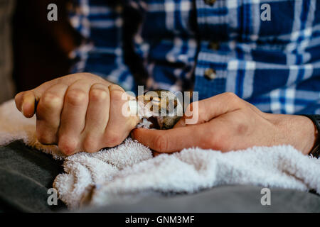 Mann mit Tattoos, die drei Wochen alten Baby-Eichhörnchen füttern Stockfoto