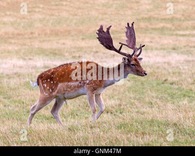 Damhirsch Hirsch zu Fuß Stockfoto