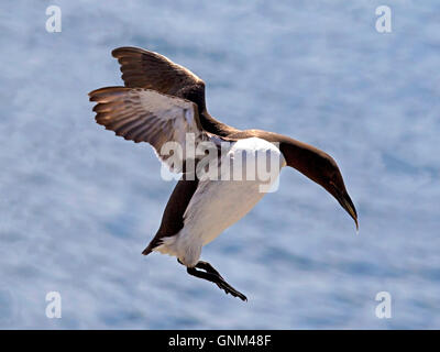 Gemeinsamen Guillemot mit Sandaal im Schnabel Landung Stockfoto