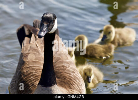 Nette Familie von Kanadagänse schwimmen zusammen Stockfoto