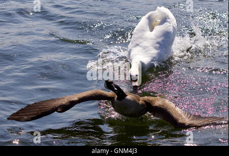 Erstaunliche Bild mit einem wütend Schwan Angriff auf einer Kanada-Gans auf dem See Stockfoto