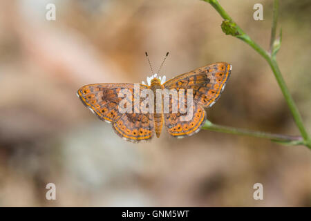 Tödlichen Metalmark Calephelis Nemesis Santa Rita Mountains, Arizona, USA 28 August erwachsenen männlichen Riodinidae Stockfoto