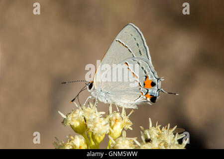 Gray Zipfelfalter Strymon Melimus Santa Rita Mountains, Arizona, USA 28 August Erwachsene auf sickern Weide (Baccharis sali Stockfoto