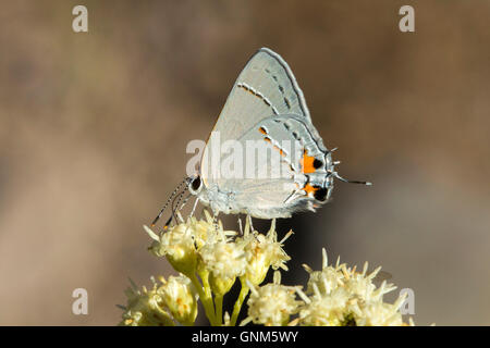 Gray Zipfelfalter Strymon Melimus Santa Rita Mountains, Arizona, USA 28 August Erwachsene auf sickern Weide (Baccharis sali Stockfoto