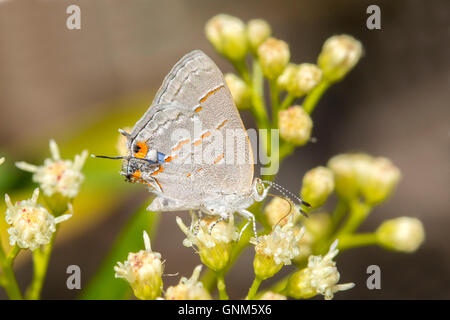 Leda Ministreak Ministrymon Leda Santa Rita Mountains, Arizona, USA 28 August Erwachsenen Lycaenidae Theclina Stockfoto