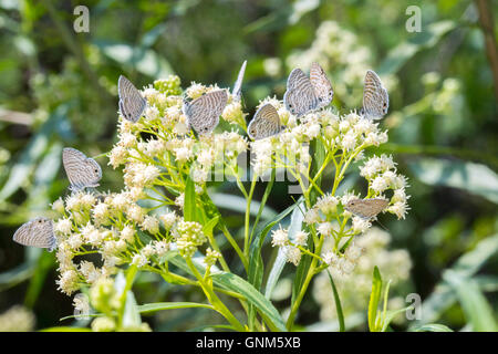 Marine blau Leptotes Marina Santa Rita Mountains, Arizona, USA 28 August Erwachsenen Lycaenidae Polyommati Stockfoto