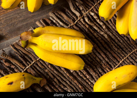 Rohe Bio-gelbe Baby Bananen in einem Bündel Stockfoto