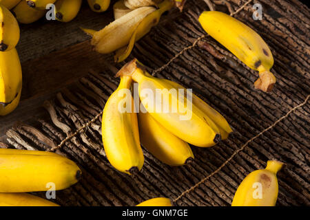 Rohe Bio-gelbe Baby Bananen in einem Bündel Stockfoto