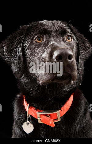 Studio Shot auf schwarzem Hintergrund ein schwarzer Labrador mit Orange Kragen Stockfoto