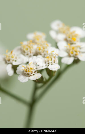 Achillea Blumen auf grünem Hintergrund, Nahaufnahme Stockfoto
