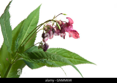 Impatiens Glandulifera auf weißem Hintergrund, Nahaufnahme Stockfoto