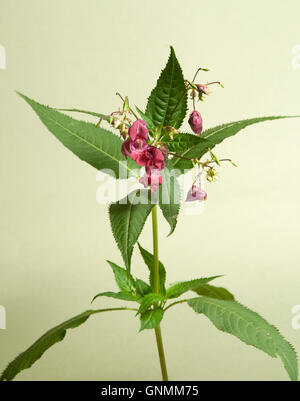 Impatiens Glandulifera auf weißem Hintergrund, Nahaufnahme Stockfoto