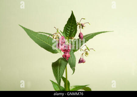 Impatiens Glandulifera auf grünem Hintergrund, Nahaufnahme Stockfoto