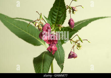 Impatiens Glandulifera auf grünem Hintergrund, Nahaufnahme Stockfoto