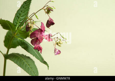 Impatiens Glandulifera auf grünem Hintergrund, Nahaufnahme Stockfoto