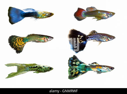 Guppy (Poecilia Reticulata, Lebistes Reticulatus, Lebistes Reticulata