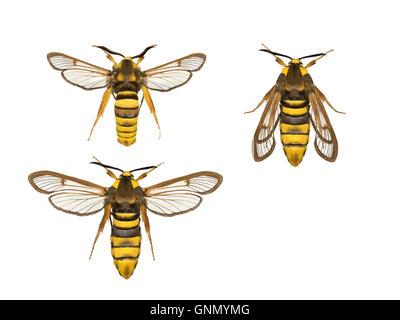 Hornet Moth - Sesia Apiformis 52.002 BF370 Stockfoto