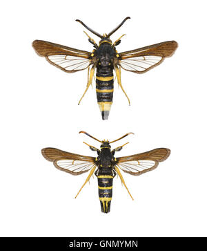 Altrosa Clearwing - Paranthrene Tabaniformis 52.004 BF372 Stockfoto