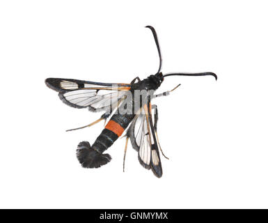 Große rote Gürtel Clearwing - Synanthedon Culiciformis 52.007 BF381 Stockfoto