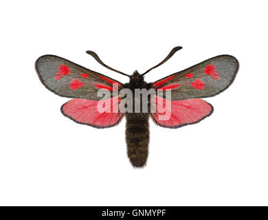 Schlanke Scotch Burnet - Zygaena Loti 54.005 BF167 Stockfoto