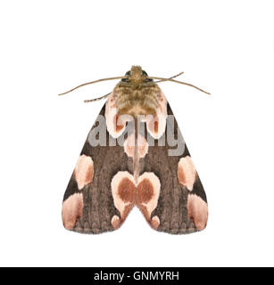 Pfirsichblüte - Thyatira Batis 65.008 BF1652 Stockfoto