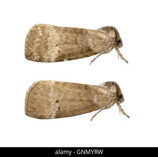 Gemeinsame Lutestring - Ochropacha Duplaris 65.013 BF1657 Stockfoto