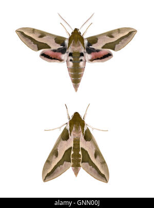 69.013 (1986) Spurge Hawk-Moth - stark Euphorbiae Stockfoto