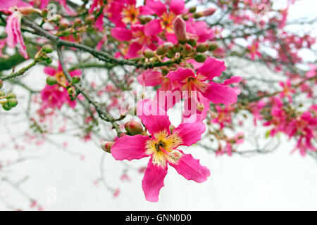 Blumen von Seide Zahnseide Baum (Ceiba Speciosa) Stockfoto