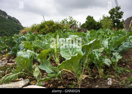 Gemüsegarten der Kohl im Naturpark Somiedo, Fürstentum Asturien, Spanien Stockfoto