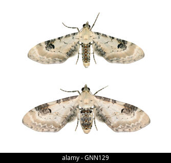 70.173 (1825) Kalk-Speck Mops - Eupithecia Centaureata Stockfoto