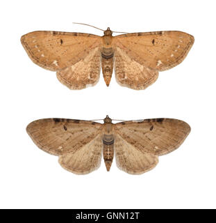 70.179 (1830) Wermut Mops - Eupithecia Absinthiata unten = Ssp Goossensiata = Ling Pug Stockfoto