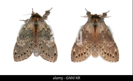 Hummer Moth Stauropus Fagi Länge 32mm. Eine faszinierende Motte, benannt nach dem bizarren Auftritt seine Larve. Erwachsener hat rötlich-g Stockfoto