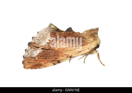 71.022 (2009) prominente Ahorn - Ptilodon Cucullina Stockfoto