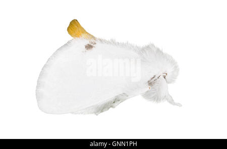 72.013 (2030) gelb-Heck - Euproctis Similis Stockfoto