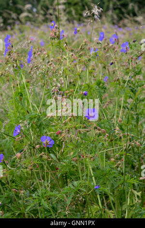 UK, England.  Wiese des Krans-Rechnung (Geranium Pratense), in der Nähe von Carlisle. Stockfoto