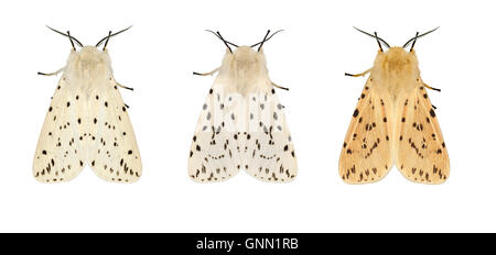 72.020 (2060) weiße Hermelin - Spilosoma Lubricipeda rechts = ungewöhnlichen nördliche Form Stockfoto