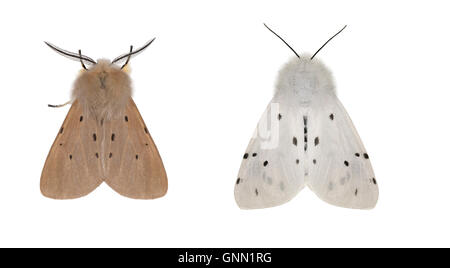 72.022 (2063) Musselin Moth - Diaphora Mendica links = männlich rechts = weiblich Stockfoto