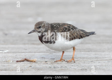 Ein erwachsener winter Ruddy Steinwälzer Kommissionierung eine Krabbe Bein, Newlyn, Cornwall, England, UK. Stockfoto