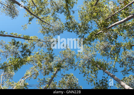 Durch die Bäume nachschlagen Stockfoto