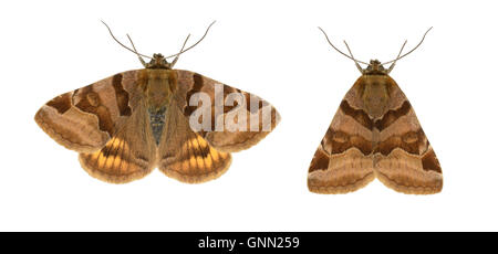 72.083 (2463) Burnet Begleiter - Euclidia Glyphica Stockfoto