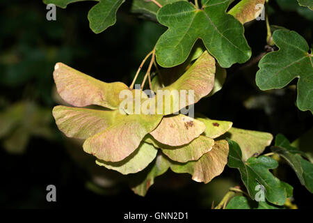 Feldahorn, Acer campestre Stockfoto