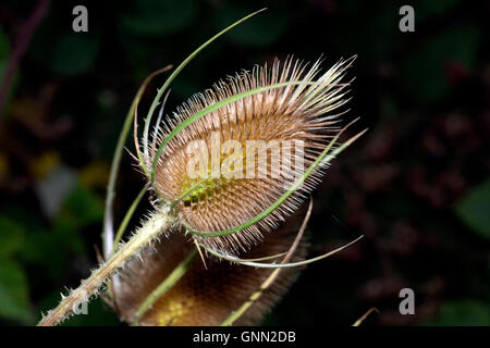 Karde Dipsacus fullonum Stockfoto