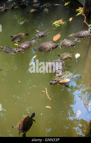 Rot-eared Slider Schildkröten im See (rot-eared Slider - ist Scripta Elegans) Nationalgarten öffentlicher Park im Zentrum von Athen, Stockfoto