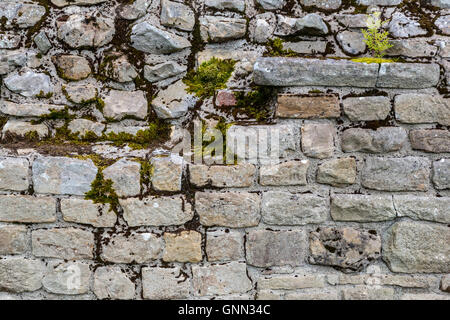 Northumberland, England, Vereinigtes Königreich.  Vindolanda Roman Fort, Wandaufbau. Stockfoto