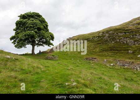 Northumberland, England, Großbritannien. Sycamore Gap auf dem Hadrian's Wall (Pennine Way) Fußweg, als der Sycamore 2016 erschien. Stockfoto